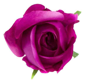 Róża w pąku - główka Purple