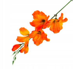MIECZYK gałązka wys.53 cm Orange