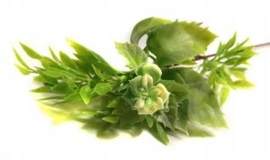 OSTROKRZEW Gałązka Ozdobna kwitnąca GREEN