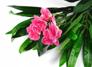 Oleander gałązka Bukiet. Sztuczne Kwiaty Pink