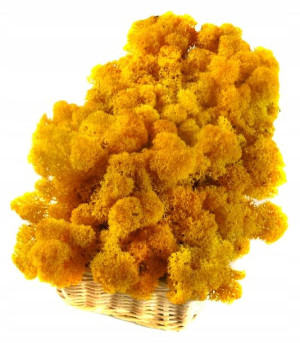 Mech CHROBOTEK RENIFEROWY 200g Yellow