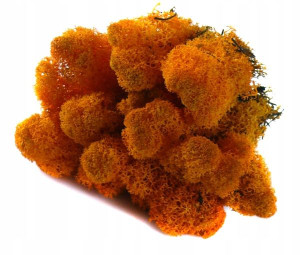 Mech CHROBOTEK RENIFEROWY 50g Orange