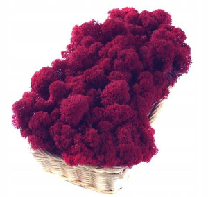 Mech ozdobny CHROBOTEK RENIFEROWY 200g Carmin Red