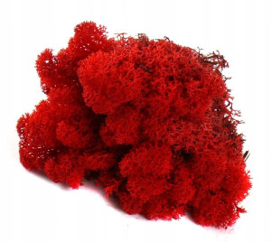 Mech CHROBOTEK RENIFEROWY 50g Red