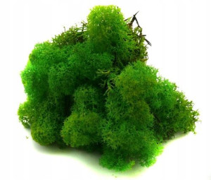 Mech ozdobny CHROBOTEK RENIFEROWY 50g Lt gr grass