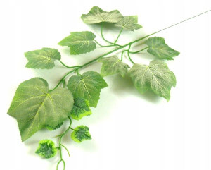 Liść WINOGRONO omszały GREEN