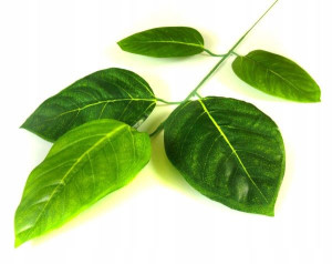 Liść MAGNOLIA Gałązka green