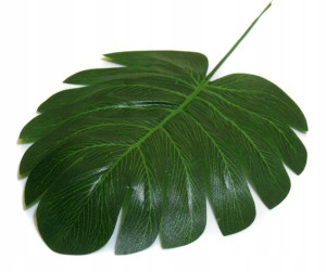 Liść Philo mini LIŚCIE filodendron green