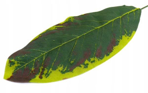 Liść omszały Difenbachia green/burgund LIŚCIE