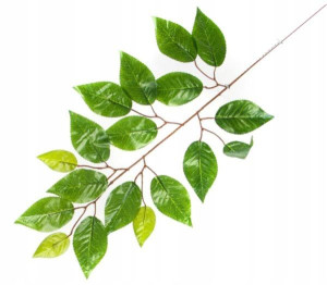 Liść FIKUS Gałązka GREEN