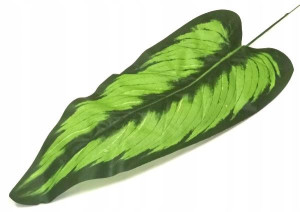 Liść ANTURIUM dk.green LIŚCIE