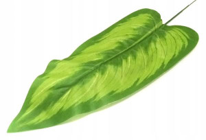 Liść ANTURIUM lt.green LIŚCIE