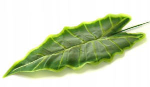 Liść ALOKASJA green LIŚCIE omszały Alokazja
