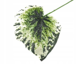 Liść BEGONIA green/white LIŚCIE