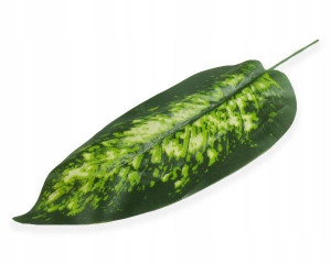 Liść Difenbachia green/white LIŚCIE