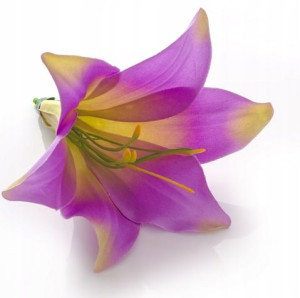 LILIA Kwiat satynowa główka Violet/green