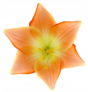 LILIA Kwiat satynowa główka Peach