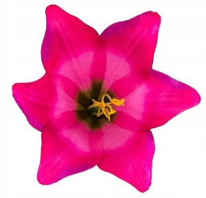 LILIA Kwiat satynowa główka dk.Pink Purple