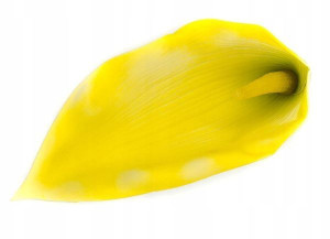 Kalla główka kwiat KALIA yellow