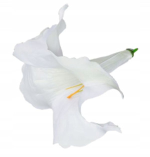 DATURA główka SZTUCZNE KWIATY White