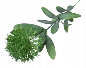 CEBULA gałązka kwitnąca Green