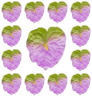 ANTURIUM główka LILAC/GREEN 12 sztuk