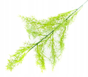 ASPARAGUS Gałązka trawa 65 cm white