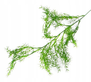 ASPARAGUS Gałązka trawa 65 cm green
