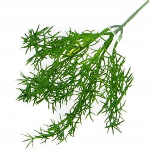 ASPARAGUS Gałązka trawa bukiet x 5 green
