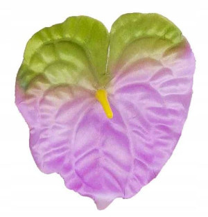 ANTURIUM główka LILAC / GREEN