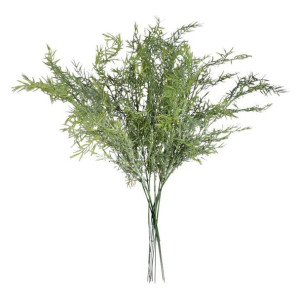 Asparagus gałązka 12 sztuk