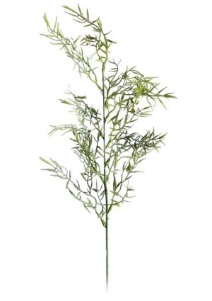 Asparagus gałązka