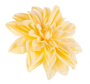 Dalia główka żółta