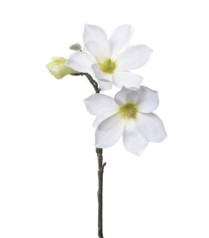 Magnolia gałązka z zielonym pąkiem