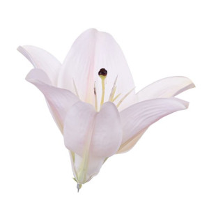 Lilia główka biała 13cm