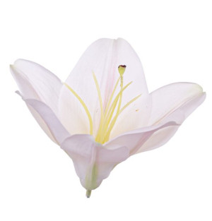Lilia główka biała 13cm