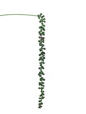 Sukulent Sedum Burrito zwis na piku 55cm