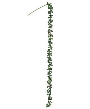 Sukulent Sedum Burrito zwis na piku 74cm