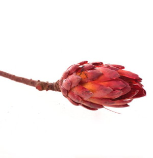 Protea lakierowana czerwona
