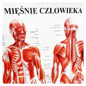 Tablica anatomiczna plansza plakat UKŁAD MIĘŚNIOWY