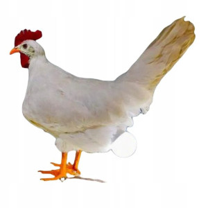 Zwariowana Lampka Kura Kurczak Znosząca Jajko Usb