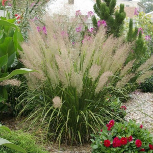 Trawa ozdobna CALAMAGROSTIS BRACHYTRICHA sadzonka