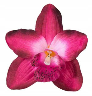 Storczyk cymbidium główka KWIAT Fuchsia