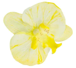 Storczyk Phalaenopsis - główka KWIAT Yellow