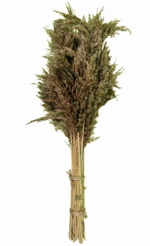 Gałązka Trzciny Suszone Kwiaty Trawa Naturalna Ekologiczne 90Cm BKWI 1