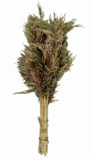 Ekologiczna Gałązka Trzciny Naturalnej 90cm Bukiet Kwiatów Suszony BKWI 1