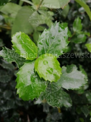 Ostrokrzew Blue Prince żywopłot zimozielony