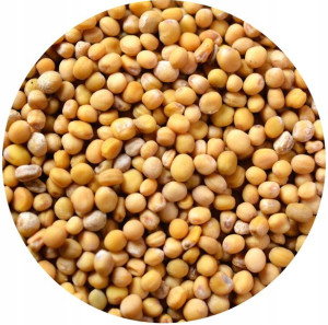 GORCZYCA BIAŁA ZIARNO 100g domowa musztarda