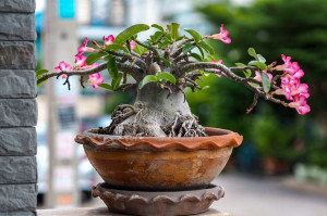 Adenium Mini Baobab Róża Pustyni drzewko P15