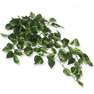Bluszcz epipremnum variegata sztuczny